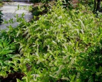itea virginica 4-11.jpg
